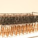 Aaron Steinberg Photo 29