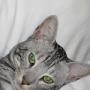 Cherie Austin Photo 14