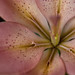 Lilly Lee Photo 18