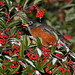 Robin Berry Photo 27