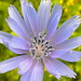 Carl Wiese Photo 6