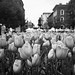 Howard Weiss Photo 33