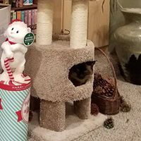 Debra Adkins Photo 17