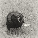 Eddie Crow Photo 17