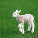 Stanley Lamb Photo 10