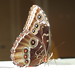 Jeanette Palmer Photo 35
