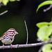 Morris Sparrow Photo 7