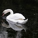 Glen Swan Photo 16