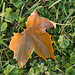 Maple Brown Photo 12