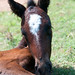 Cheryl Morris Photo 10