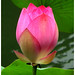 Lilly Rosa Photo 15