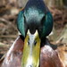 William Duck Photo 16