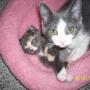 Gail Moses Photo 17