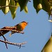 Robin Lind Photo 25