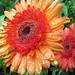 Daisy Heard Photo 8