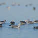 Edward Herring Photo 11