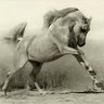 Ahmed Alqahtani Photo 6
