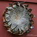 Pamela Proctor Photo 31