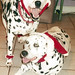 Dottie Bell Photo 19