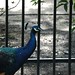 Lisa Peacock Photo 22