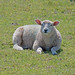 Cliff Lamb Photo 11