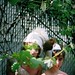 Daniel Lilley Photo 23