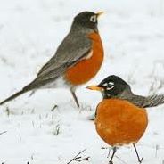 Robin Driver Photo 24