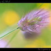 Sharon Grass Photo 12