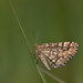 Steven Heath Photo 47