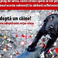Rodica Mocanu Photo 11