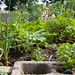 Basil Short Photo 6