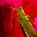 Rose Hopper Photo 17