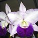 Robert Forte Photo 32