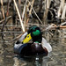 Jean Mallard Photo 8