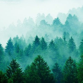 Dana Pollock Photo 28