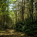 Forrest Woodland Photo 8