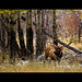 Rocky Rhoades Photo 13