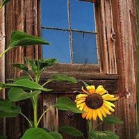 Gail Campbell Photo 35
