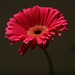 Allison Singh Photo 7