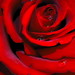 Joy Rose Photo 8