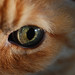 Ginger Snyder Photo 7