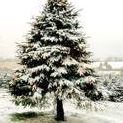 David Shoup Photo 31