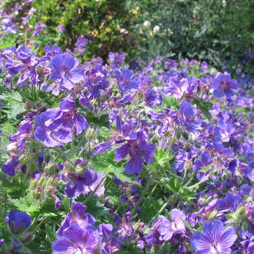 Susan Hepworth Photo 28