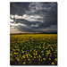 Ray Rains Photo 8