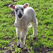 Jackie Lamb Photo 16