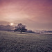 Misty High Photo 6