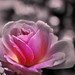 Annie Love Photo 30