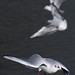 Mike Smartt Photo 9