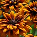 Susan Ginter Photo 19