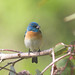 Robert Bunting Photo 8